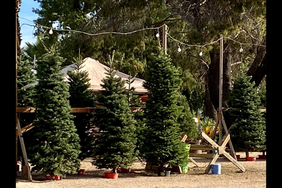 The town offers a free, self-serve Christmas tree drop-off now through Jan. 9, 2023, from 7 a.m. to 7 p.m. daily. The self-service drop-off area is located just north of the town’s Field Operations Facility, at 19715 S. 220th St., and can only be accessed via Ryan Road.