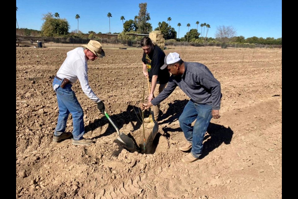 This week alone, 1,000 3-year-old bare root peach trees are going in the ground at Schnepf Farms, where they've been growing peaches for more than 50 years. 