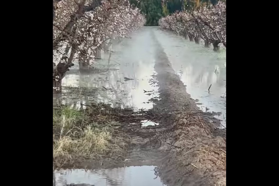 Schnepf Farms starts pumping water from its 2,000-foot-deep geothermal well every night around 8 p.m., so during the coldest part of the morning, the steam rises to warm the early peach blossoms and keep them from this week's freezing temperatures. It works like a natural hot spring.