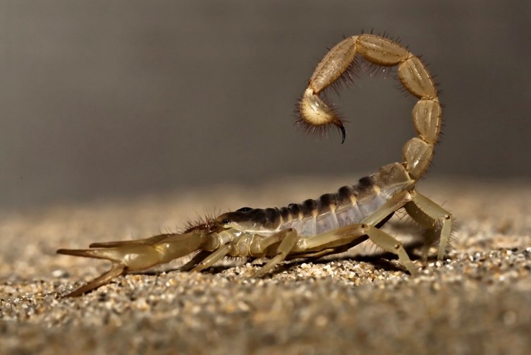 As the warmer months of the year arrive, so does scorpion and rattlesnake activity throughout the United States. Arizona is home to perhaps the largest variety of venomous rattlesnake, scorpion, spider, centipede and lizard species in the U.S. With those warmer months approaching, these venomous creatures become more active as they seek food, shelter and mates.
