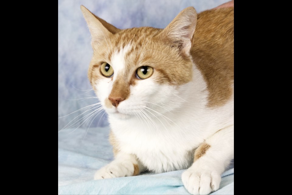 Scotchie is a mellow, young guy that can start out as a bit shy but very friendly, and loves to be pet once he gets comfortable.