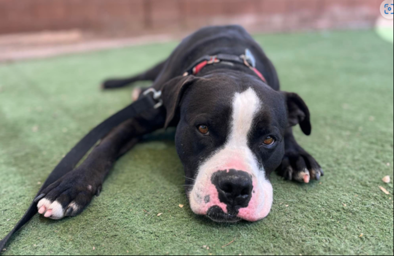 Taki, a 3-year-old pup, has been at the Arizona Animal Welfare League for 646 days and counting, patiently waiting at his kennel door for his forever family to bring him home.