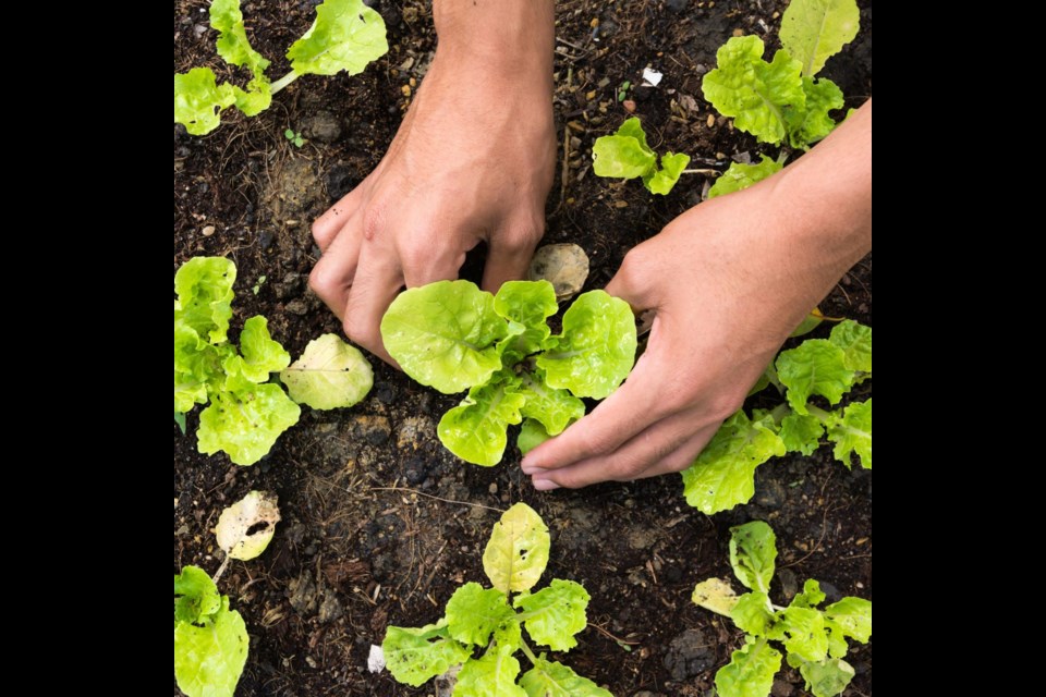 Master Gardener Cathy Rymer will help residents discover the secrets to successfully plant, irrigate and grow vegetables in our desert environment during the Veggie Gardening in the Desert workshop on Sept. 9, 2023.