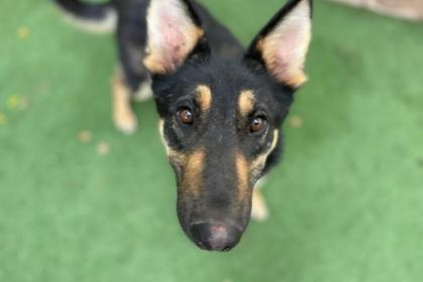 Waco is a 1-year-old playful puppy seeking his forever home.