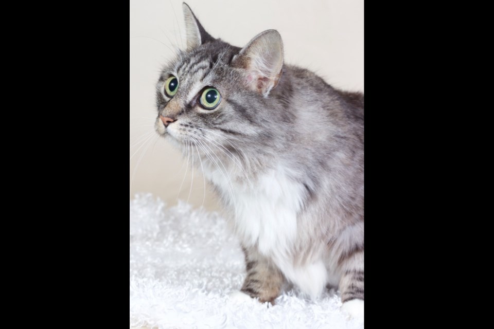 Whimsy is a domestic, long-haired, silver and white tabby cat, about 6 1/2 years old. She is a gorgeous girl who is very loving.