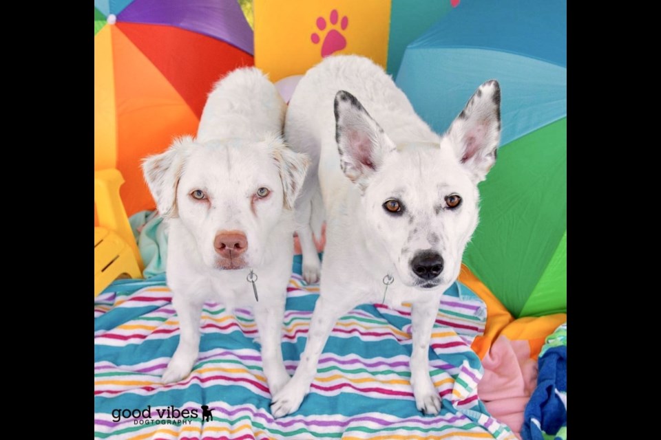 Willow Grace, left, and Storm, right, are a bonded pair of young ladies looking for somebody who would welcome double the love in the same home. These 3-year-old beauties are 55-60 pounds each and are Shepherd blends.