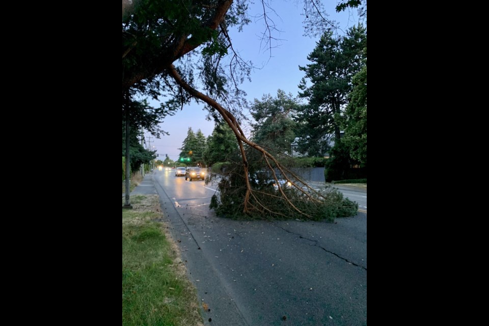 Tree section crashes onto Richmond road - Richmond News