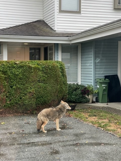 Coyotes have been getting too close for comfort for residents living in Steveston and west Richmond