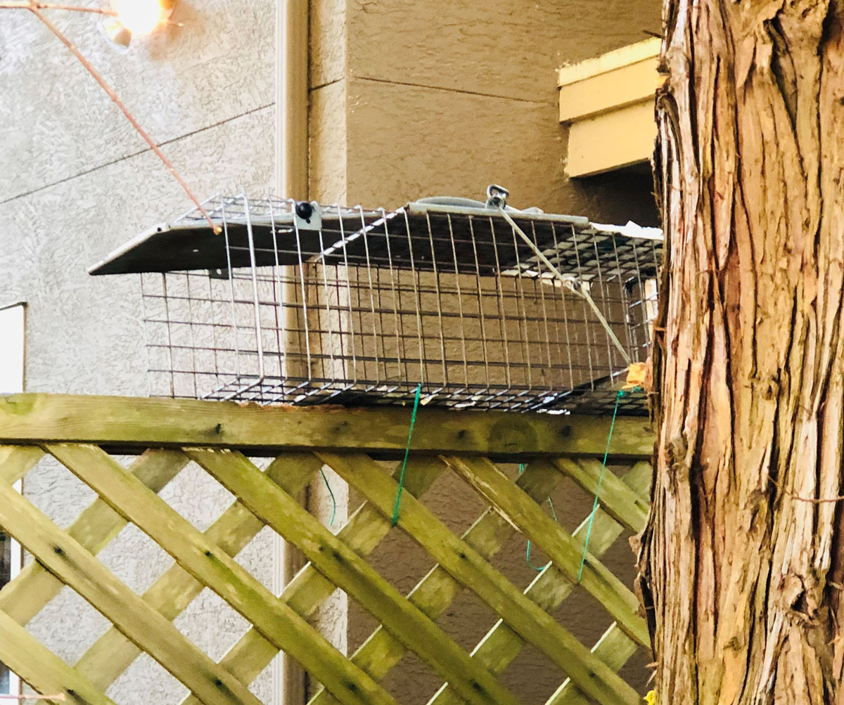 backyard squirrel catapult