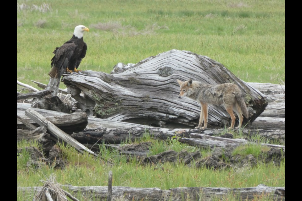 eagle vs coyote