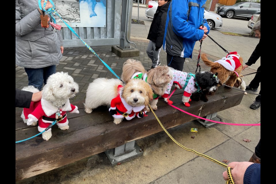 Almost 100 dogs and owners showed up in Steveston for the Christmas dog parade on Sunday morning.