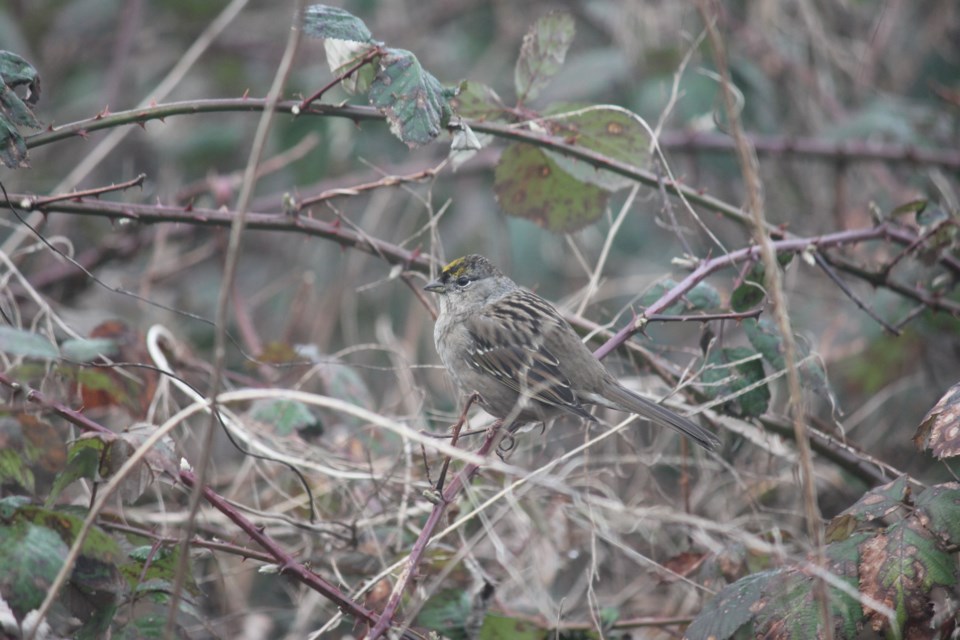 alyssa-voglmaier-golden-crowned-sparrow-hamilton-neighbourhood