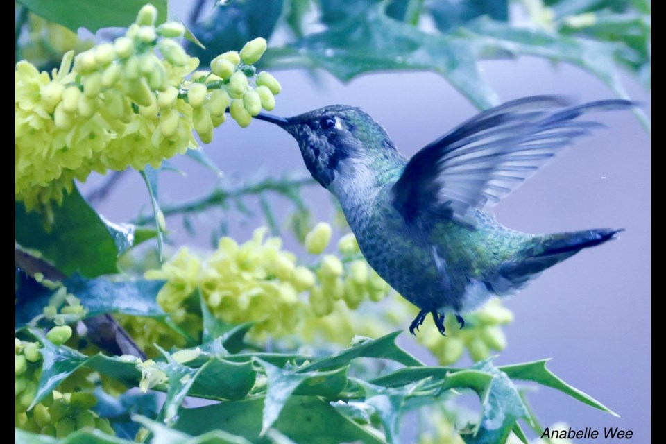 An anna's hummingbird sipping nectar from flowers in Richmond's Odlinwood neighbourhood.