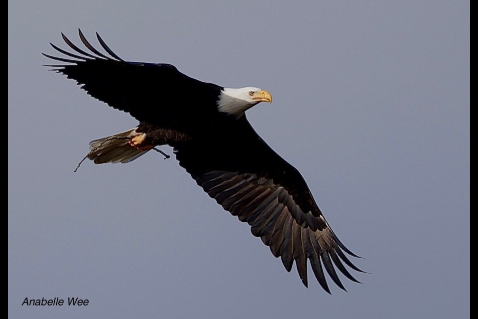 Bald eagle captured collecting nesting material at West Dyke Trail.