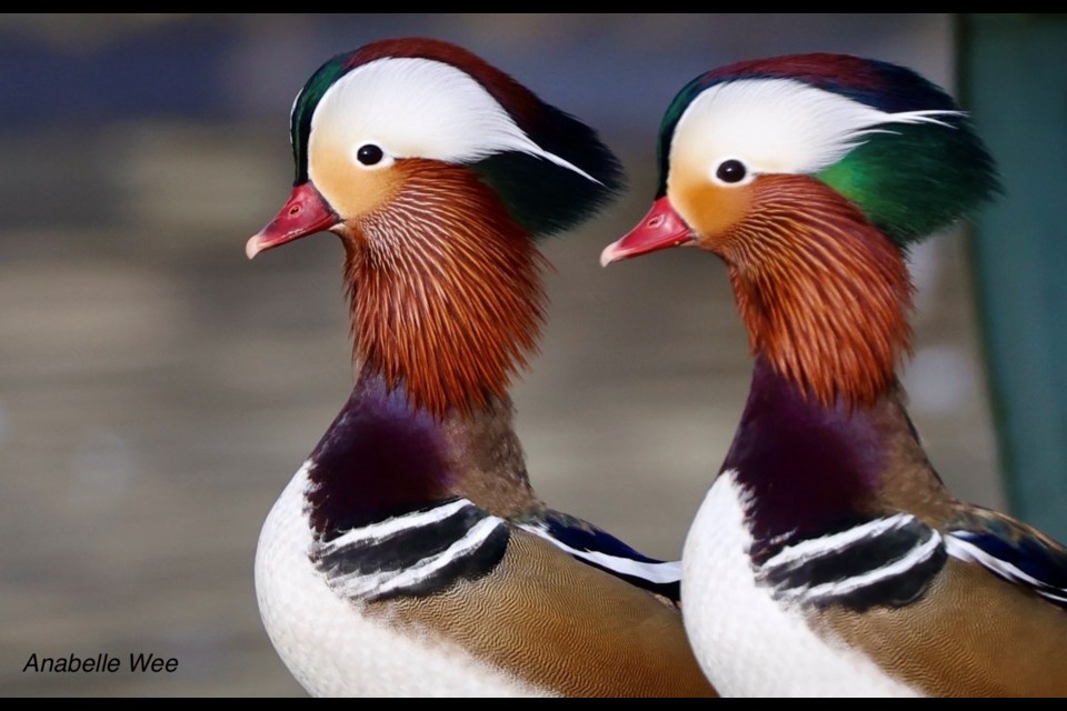 Male Mandarin duck drakes at UU Family Farm.