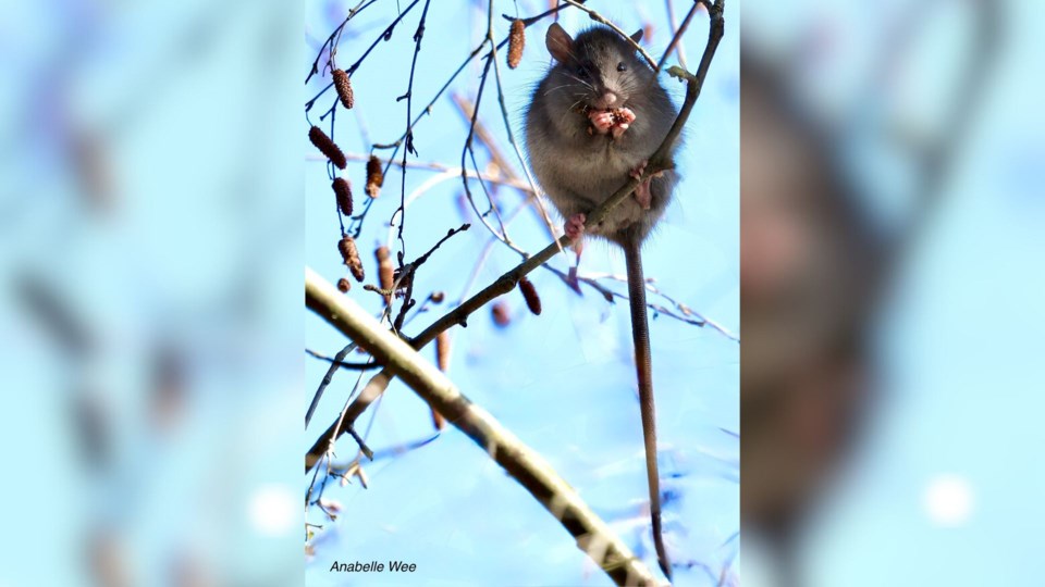 anabelle-wee-roof-rat-richmond-nature-park