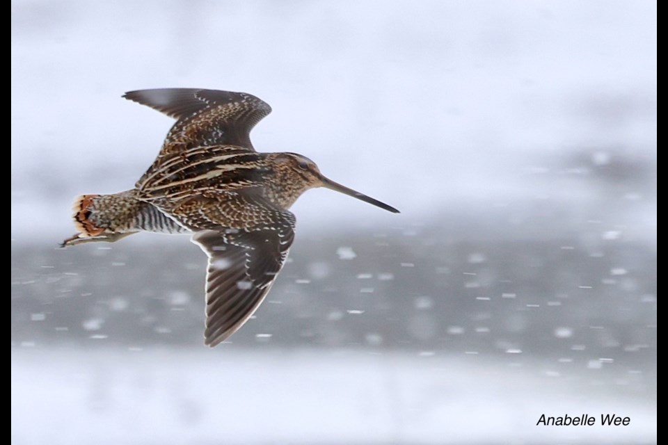 Blizzard-like conditions for these small, Wilson’s snipes. 