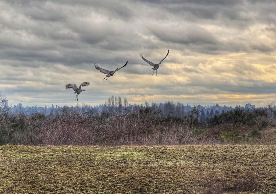 angie-lau-migrating-sandhill-cranes-iona