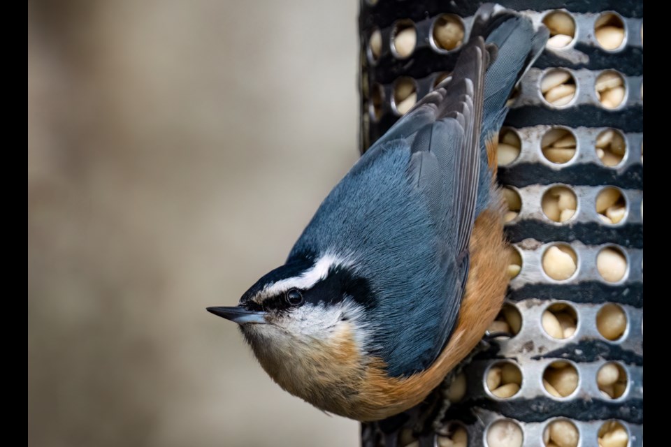 A red-breasted nuthatch was spotted at Richmond Nature Park.