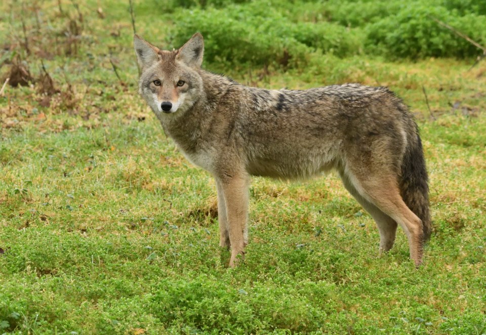 dave-mckinnon-coyote-roaming-fields-bordering-finn-road