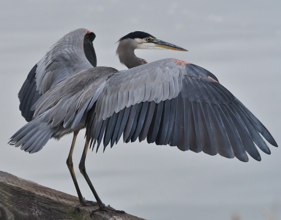 dave-mckinnon-great-blue-heron-spread-wings-imperial-landing