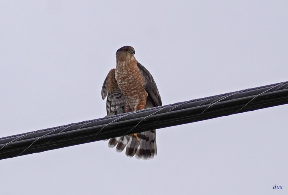 dorothy-singleton-coopers-hawk-residential-area-near-west-dyke