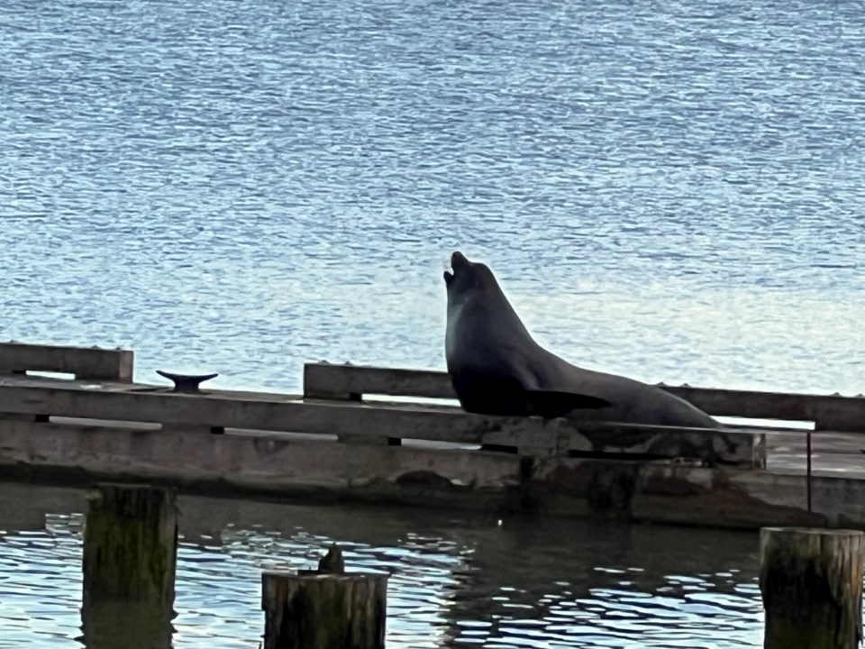 doug-clark-sea-lion-britannia-shipyards