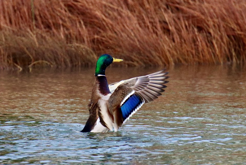 geoff-mcdonell-mallard-duck-drake-happy-dance-london-landing-pier