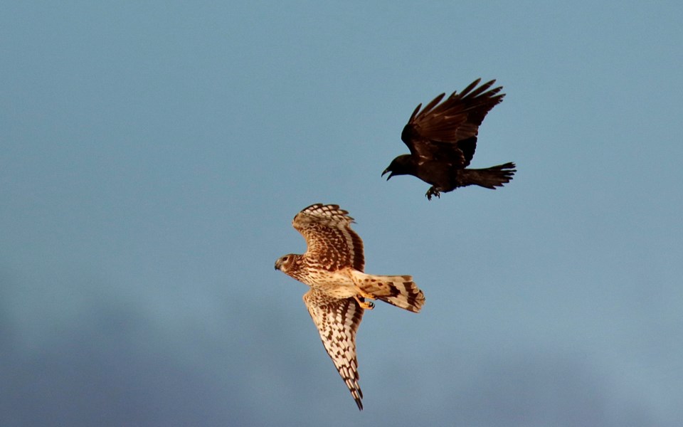 geoff-mcdonell-northern-harrier-hawk-and-crow-south-dyke-path