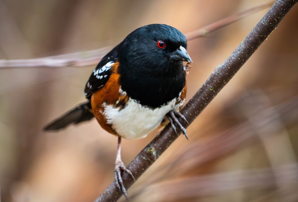 johnny-choi-spotted-towhee-terra-nova-park