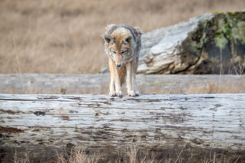 ngam-chua-coyote-eyeing-its-prey-terra-nova-west-dyke