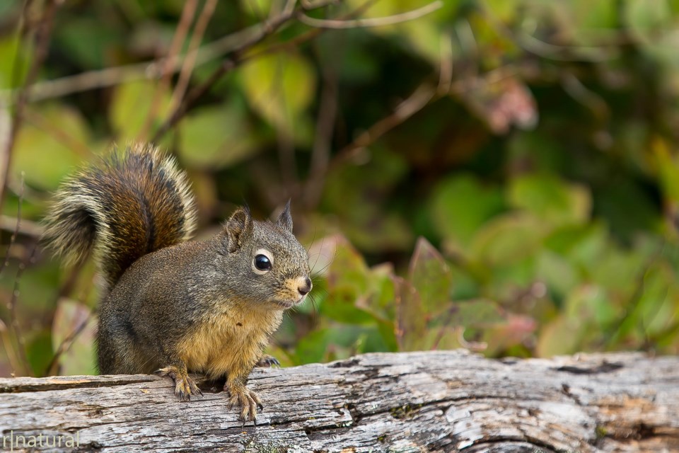 ray-young-chipmunk-richmond-nature-park