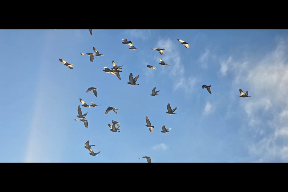 Pigeons in the sky in Richmond