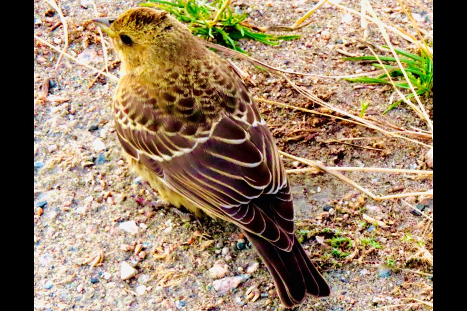 A juvenile brown-headed cowbird at Garry Point Park.