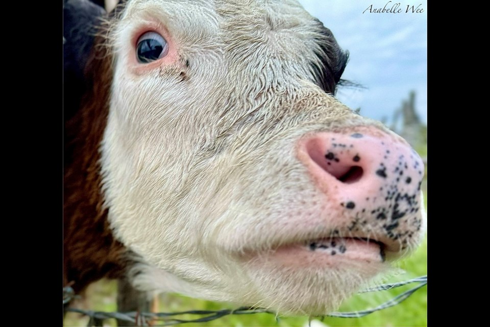 Belted galloway calf at west dike in Richmond.