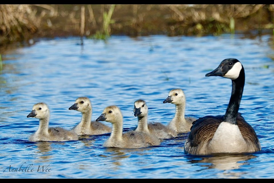 The Canada goose family in Garden City Lands is growing up quickly.