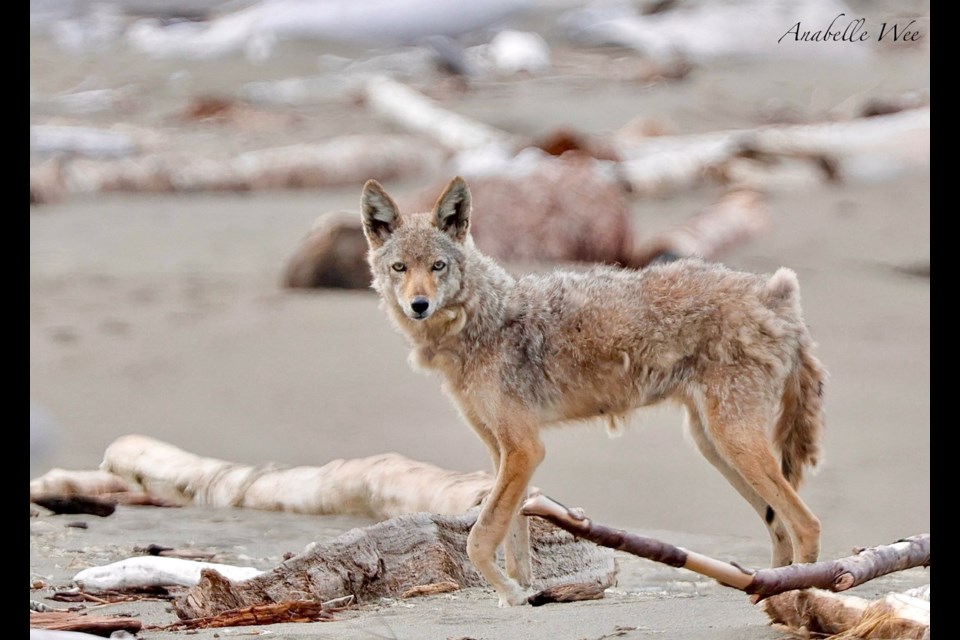 Coyote enjoying morning romp in Iona Beach Regional Park.