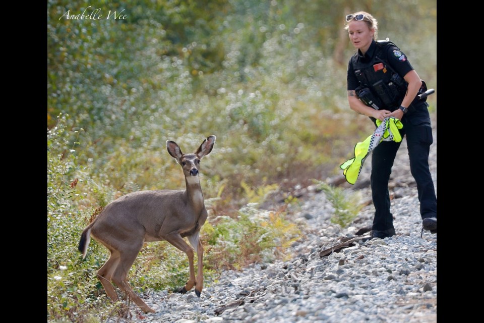 Animal control officers trying to coax a deer back into a forested area in Richmond this past Sunday.