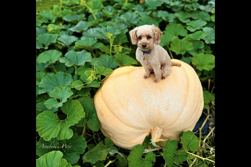 Giant pumpkin at Richmond's KPU farms