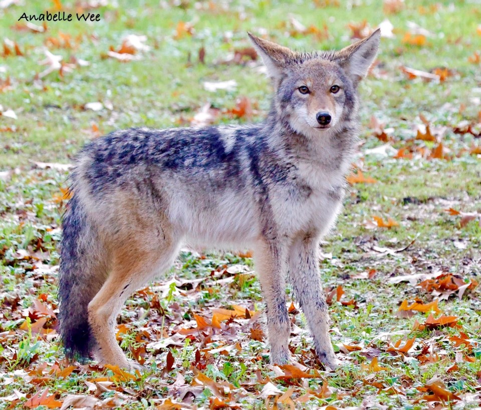 anabelle-wee-neighbourhood-coyote-wandering-around-odlinwood