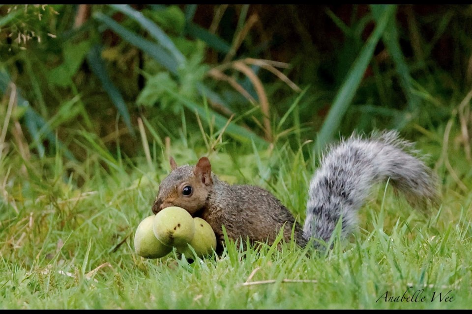 Eastern Gray Squirrels grab mouthfuls of walnuts from the Black Walnut Trees at Garden City Park.