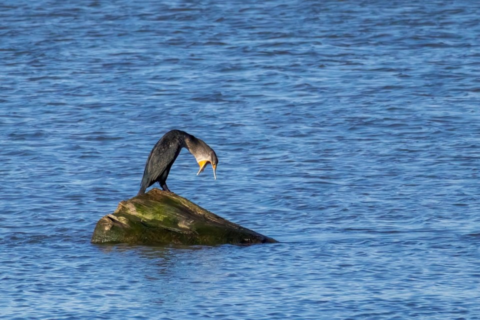 Cormorant seen from Terra Nova.