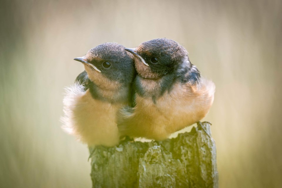 Barn Swallows at Imperial Landing.