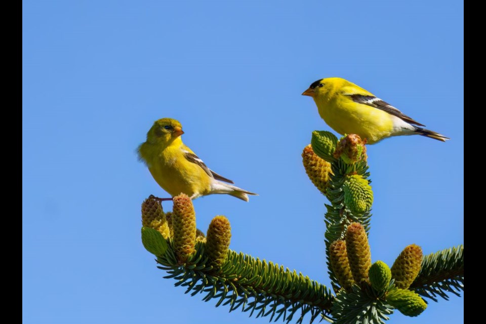American goldfinches in Iona Beach Regional Park.