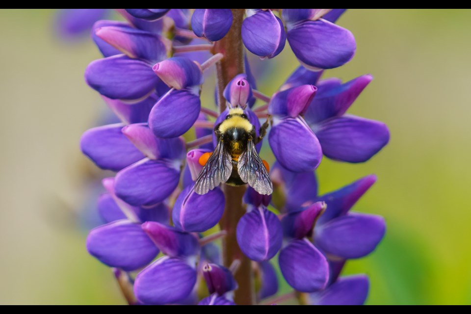 A yellow-faced bumble bee on a lupine.