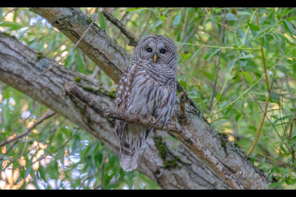 Terra Nova's resident barred owl.