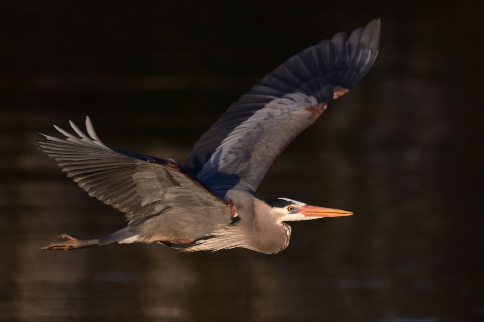 A great blue heron in flight over Phoenix Pond.