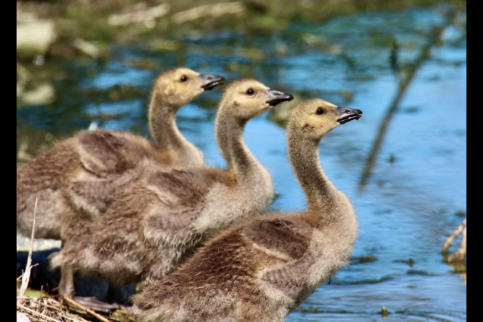 A trio of Canada Goose goslings posing like dinosaurs in Iona Beach Regional Park.