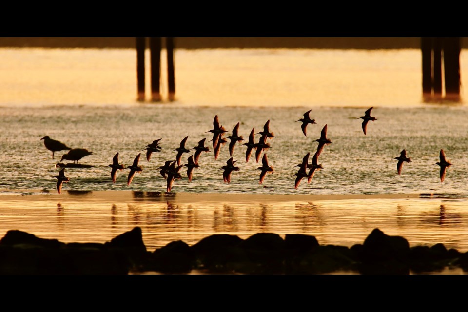 A flock of long-billed dowitchers cruising over Steveston channel during sunrise.