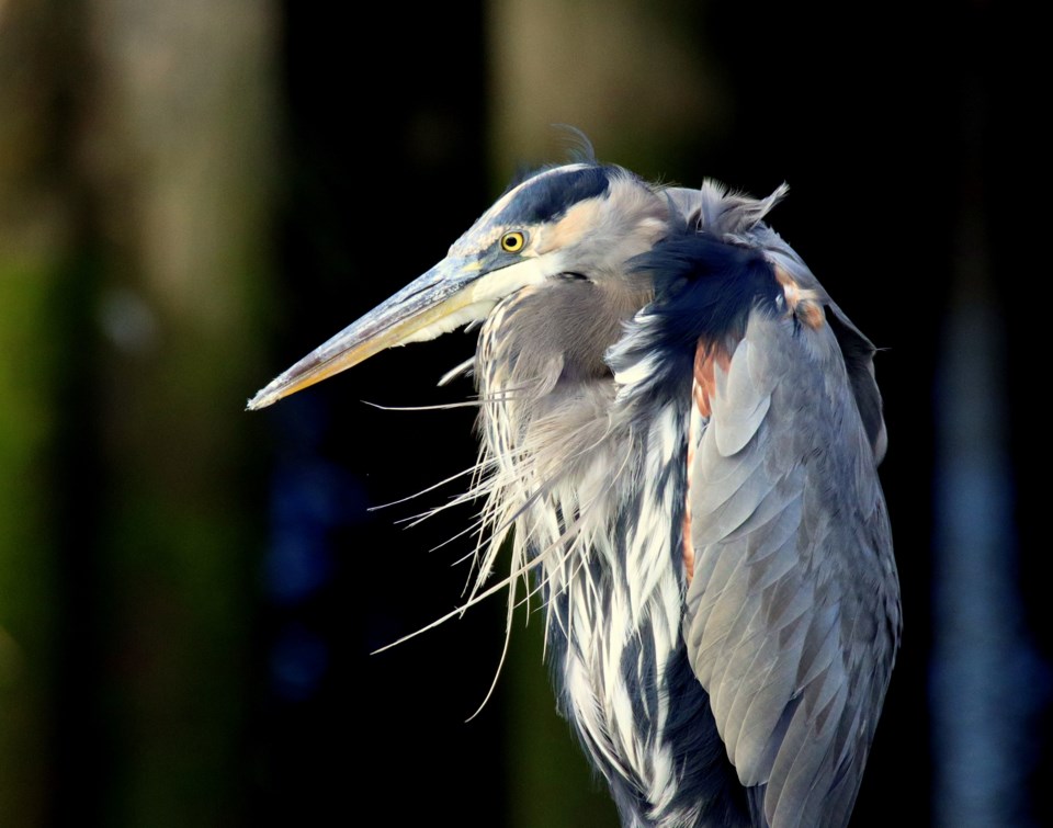 great-blue-heron-windy-gmr